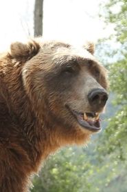 Bart the Bear portrait