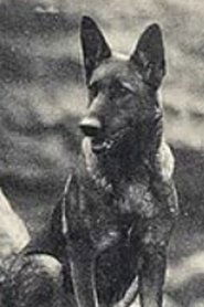 Fearless the Dog portrait