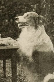 Shep the Dog portrait