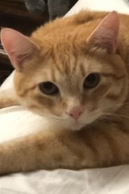 Garfield the Cat portrait