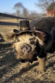 Bashi 'The Pig' portrait
