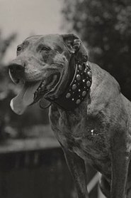 Teddy the Dog portrait
