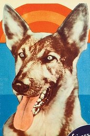 Kazan the Wonder Dog portrait