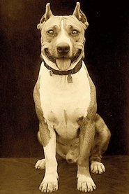 Luke the Dog portrait
