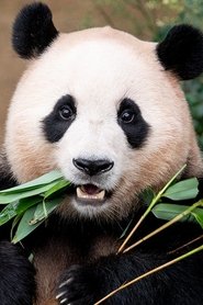Fu Bao portrait