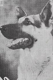 Rin-Tin-Tin Jr. portrait