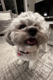 Pickles portrait