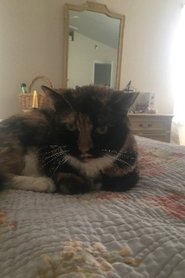 Stella the Cat portrait