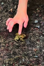 Crapaud mort d'oka portrait