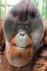 Sam the Orangutan portrait