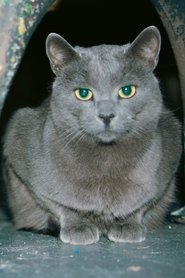 Slavko portrait
