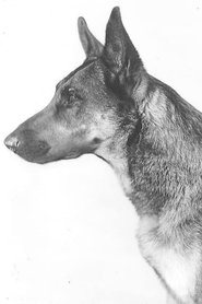 Napoleon the Dog portrait