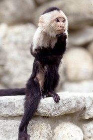 Binx the Monkey portrait