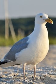 seagull portrait