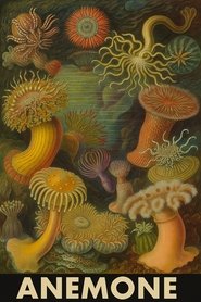 Anemone