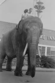 Charlie the Elephant portrait