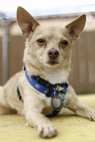 Moonie the Dog portrait