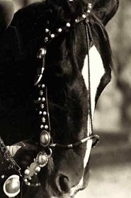 Tony the Horse portrait