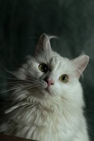 Coco portrait