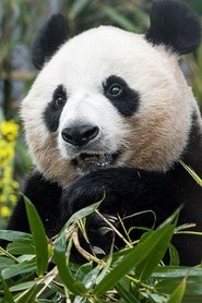 Ai Bao portrait
