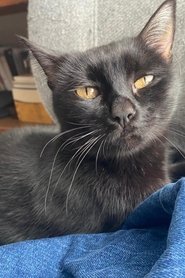 La negrita portrait