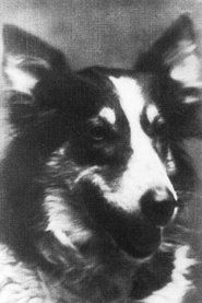 Jean the Dog portrait