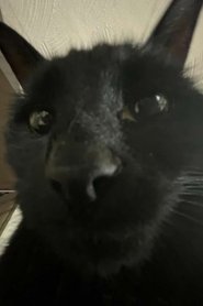 Bagherra The Cat portrait