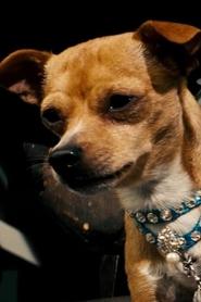 Chester the Chihuahua portrait