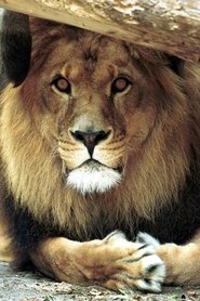 Bongo the Lion portrait