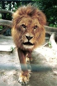 Caesar the Lion portrait