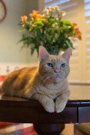Murphy the Cat portrait