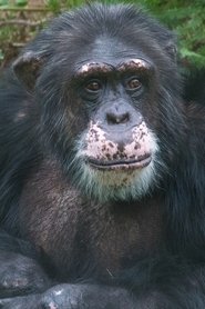 Sjimpansen Julius portrait