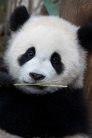 Hui Bao portrait