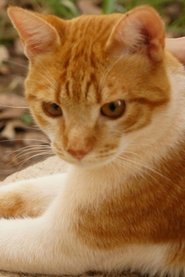 Cenourinha portrait