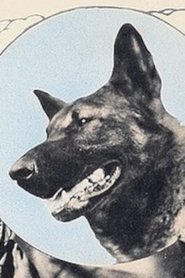 Wolfheart the Dog portrait