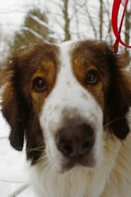 Nanuk portrait