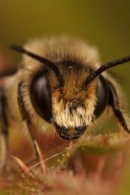 Buzz Bee portrait