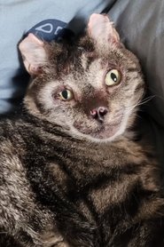 Fire Cat portrait
