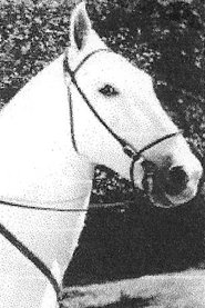 Silver King the Horse portrait