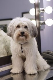 Pudsey portrait
