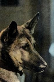 Ranger the Dog portrait