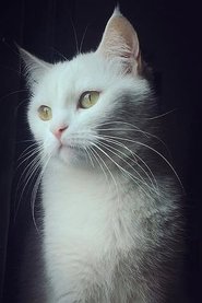 Pari portrait