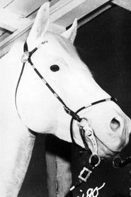 White Flash portrait