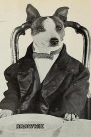 Brownie the Wonder Dog portrait