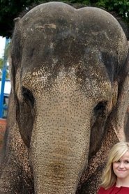 Tai the Elephant portrait