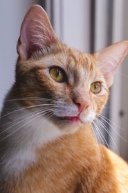 Major the Cat portrait