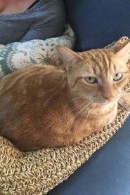 Oliver the Cat portrait