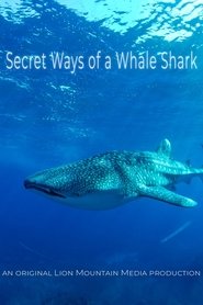 Le long voyage d’un requin-baleine