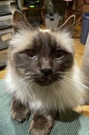 Timmy the Cat portrait