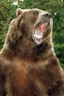 Bart the Bear photo